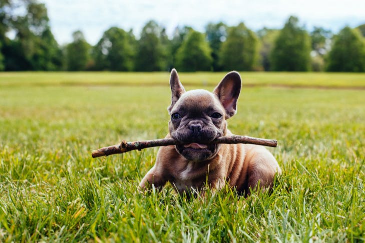 best-dog-parks-sunshine-coast